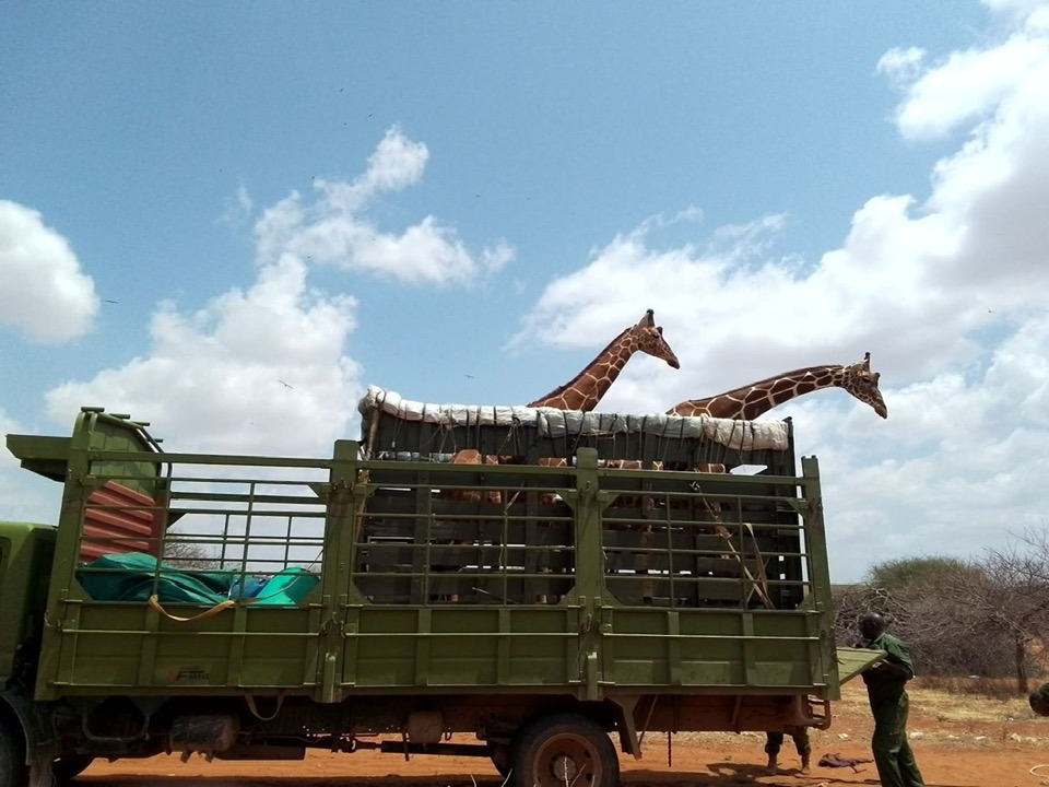 Wajir: Outrage as Kenya Wildlife Service Accused of Unlawful Wildlife Transfer from Northern Kenya
